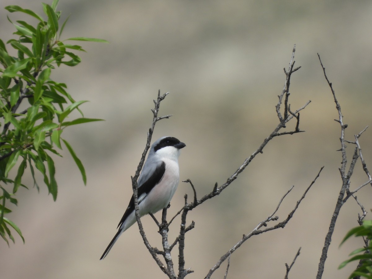 Lesser Gray Shrike - ML643879235