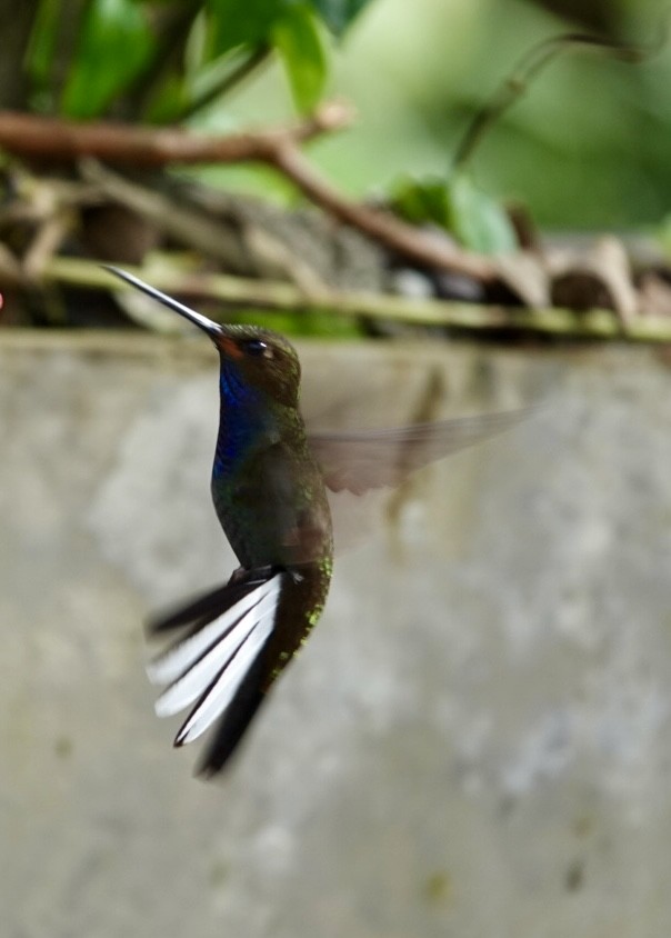 Colibri de Bouguer - ML643879251