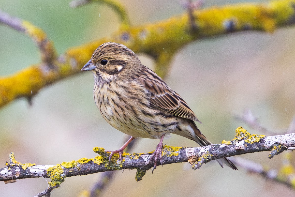 Yellowhammer - ML643879252