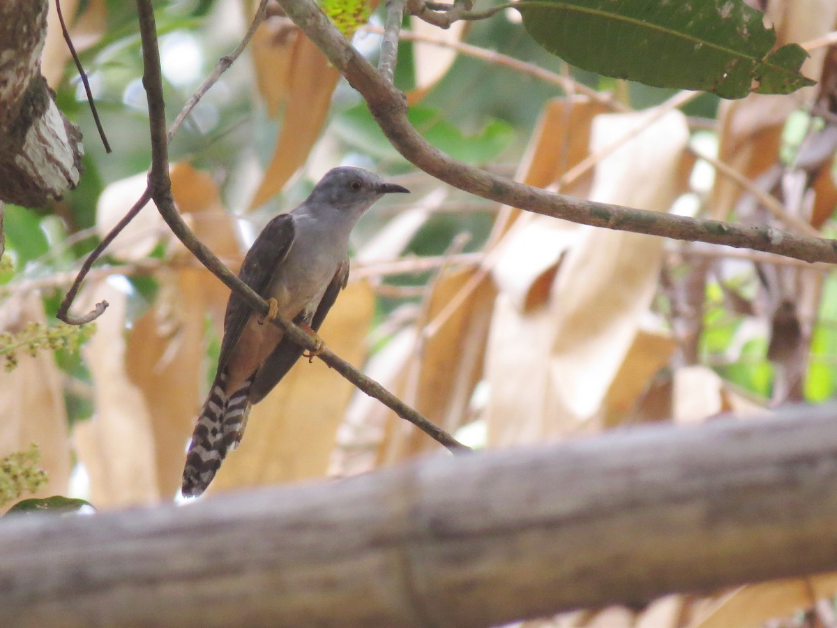 Plaintive Cuckoo - ML643879253