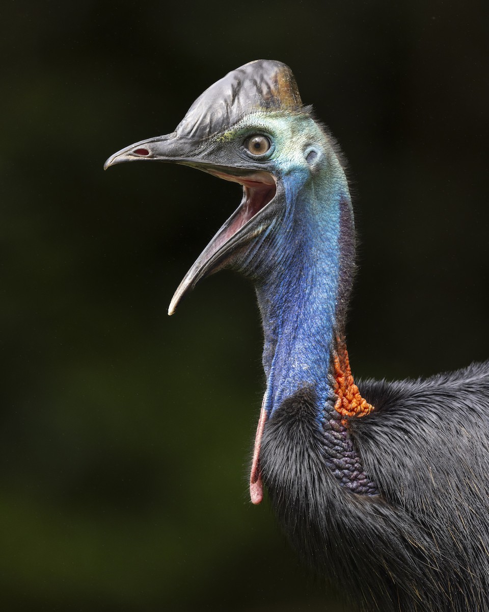 Southern Cassowary - ML643879257