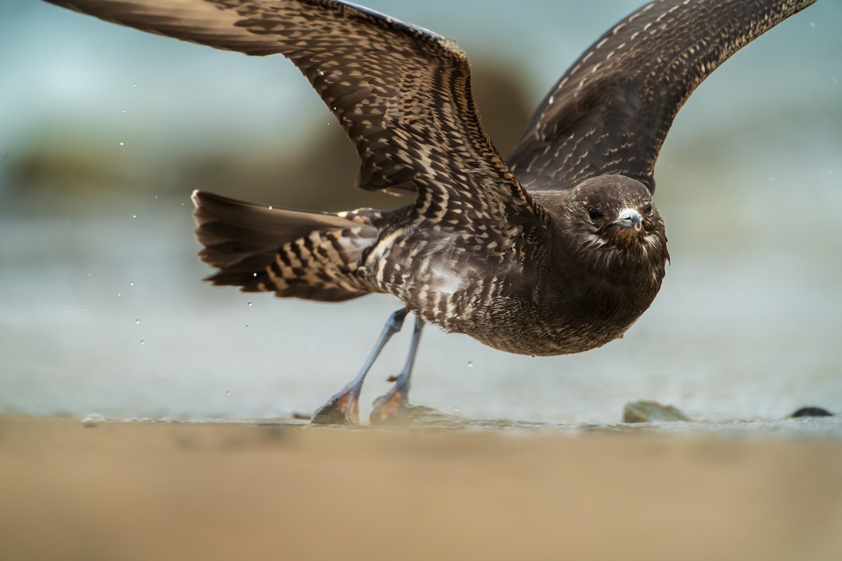 Parasitic Jaeger - ML643879259