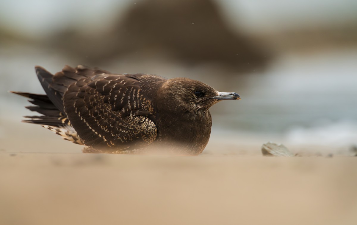 Parasitic Jaeger - ML643879260