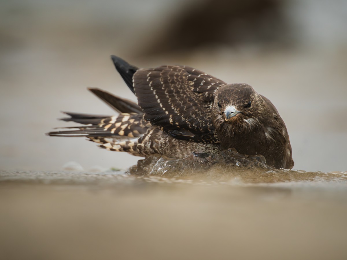 Parasitic Jaeger - ML643879261