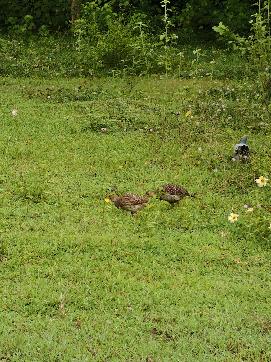 Gray Francolin - ML643879269
