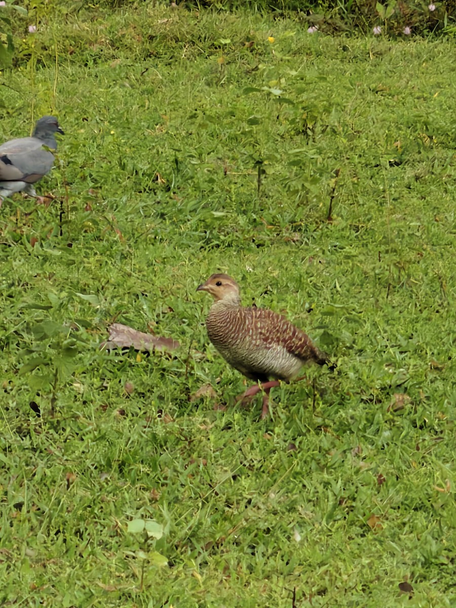 Gray Francolin - ML643879270