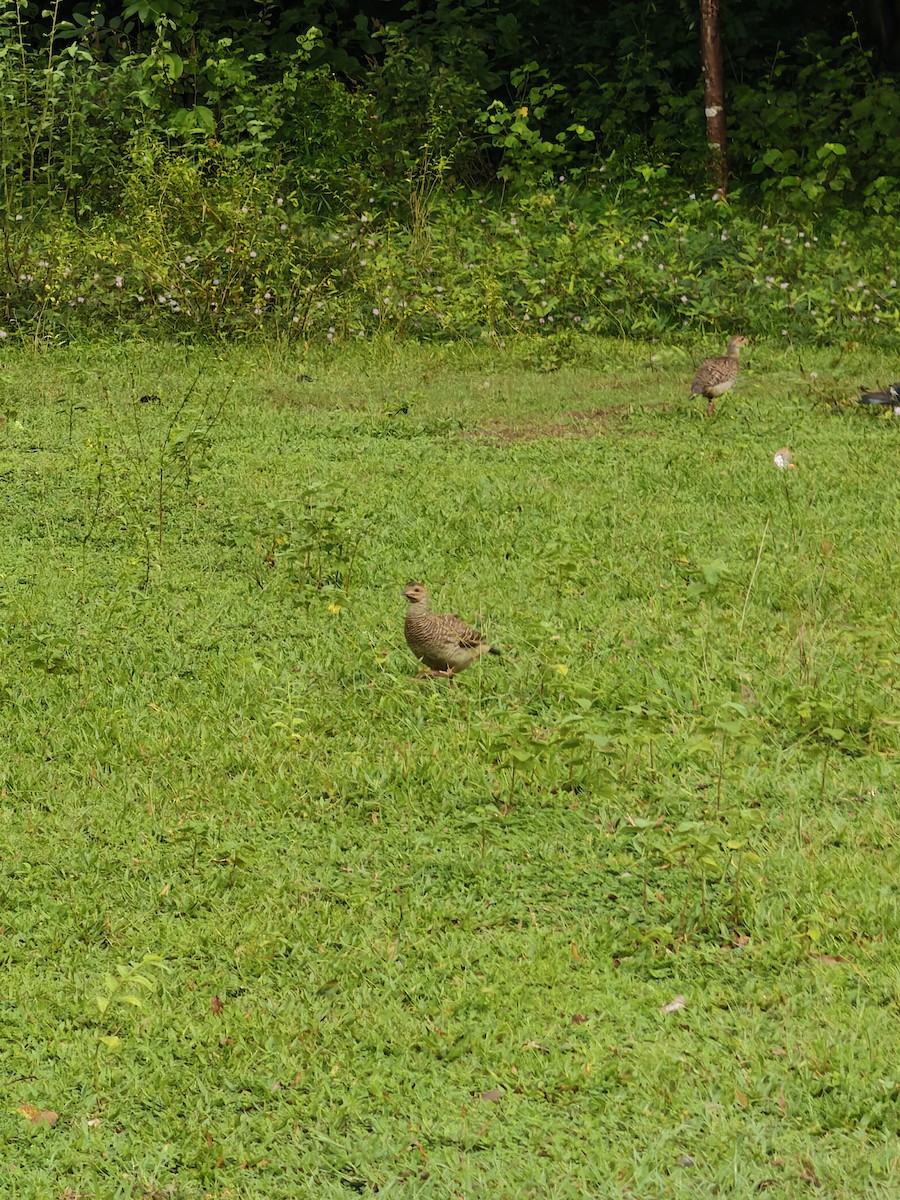 Gray Francolin - ML643879271