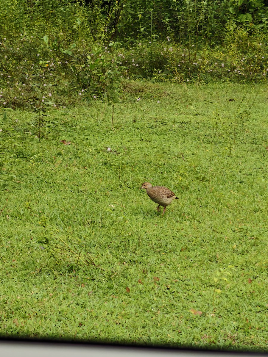 Gray Francolin - ML643879272