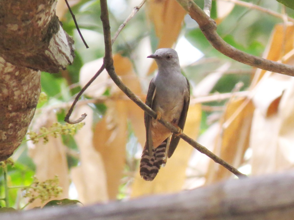 Plaintive Cuckoo - ML643879283