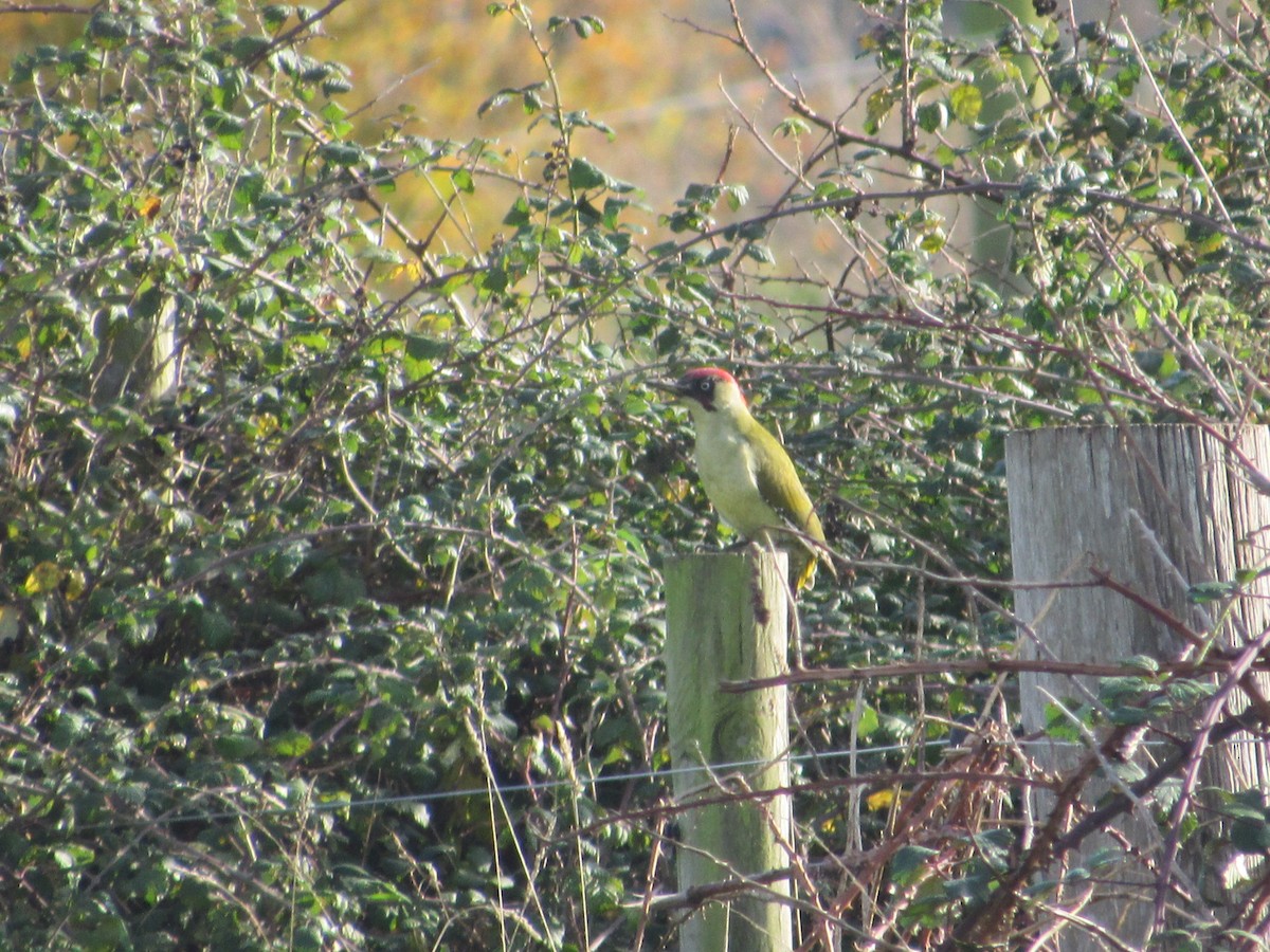 Eurasian Green Woodpecker - ML643879289