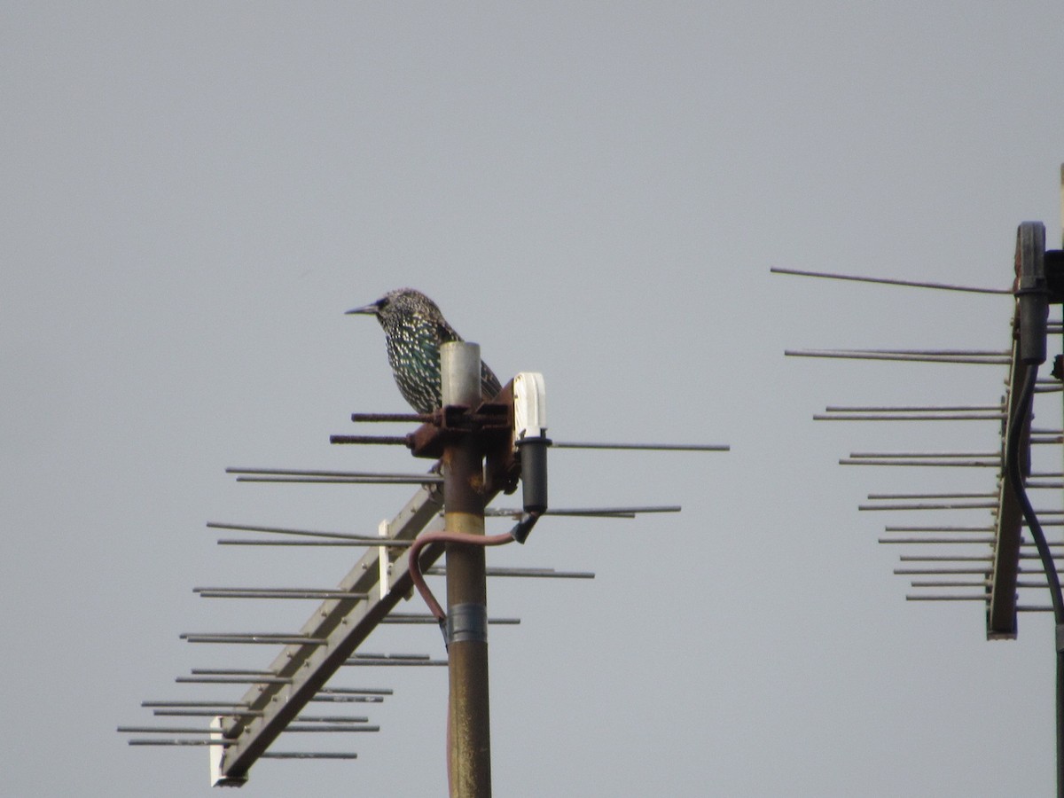 European Starling - ML643879293
