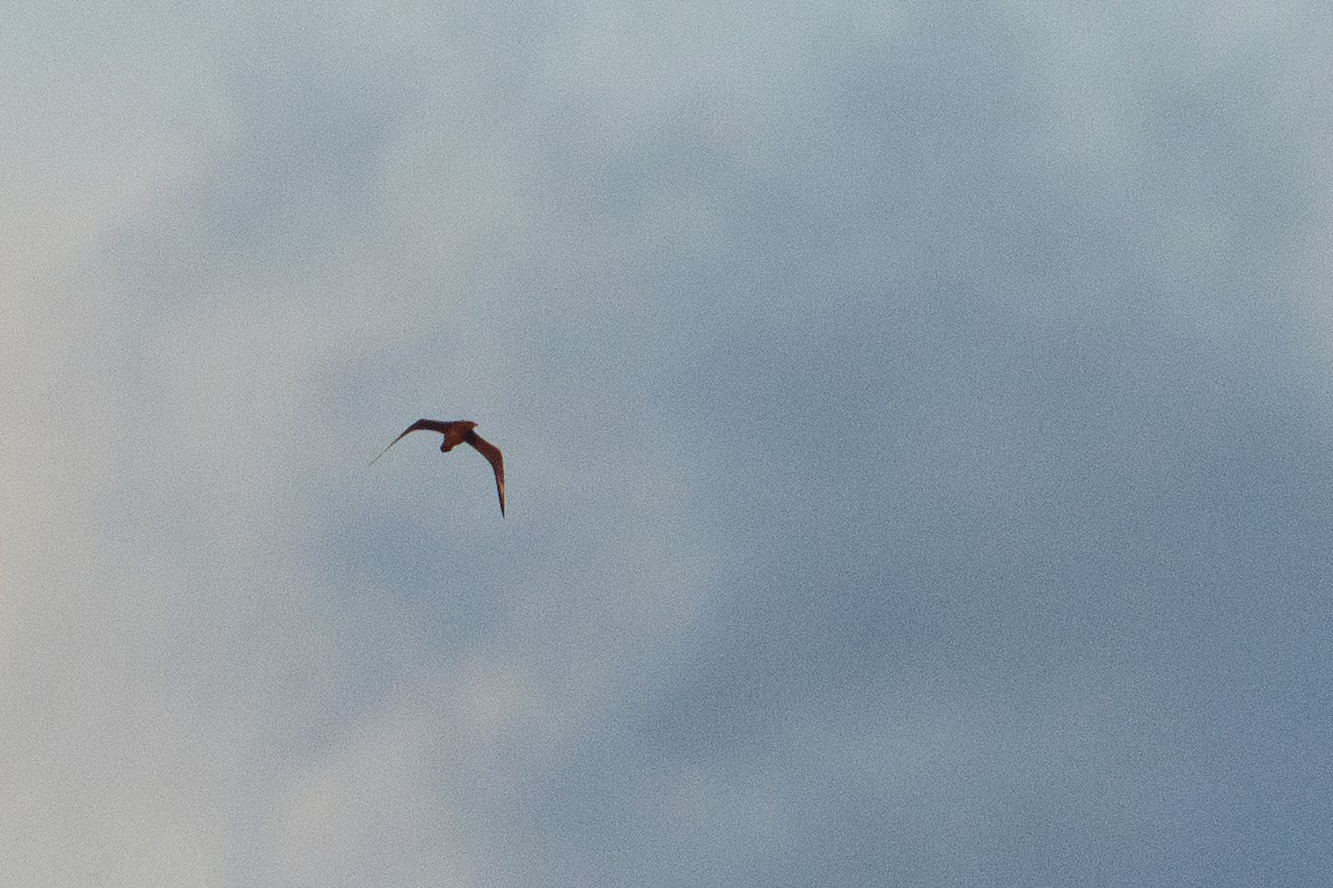 Parasitic Jaeger - ML643879326