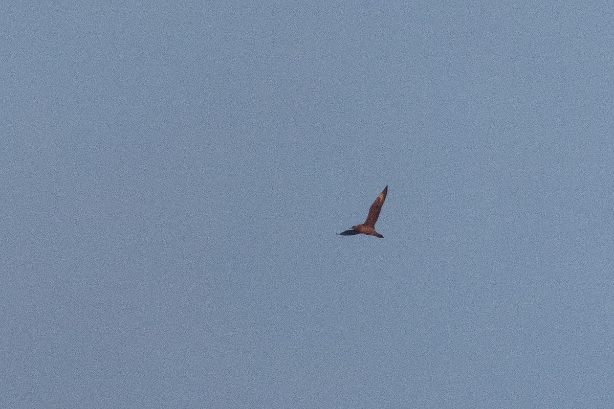 Parasitic Jaeger - ML643879327