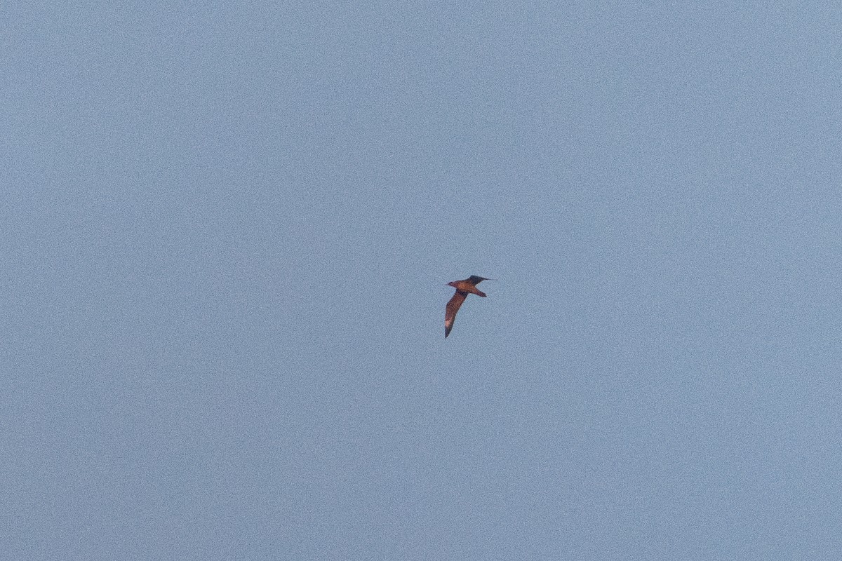 Parasitic Jaeger - ML643879328