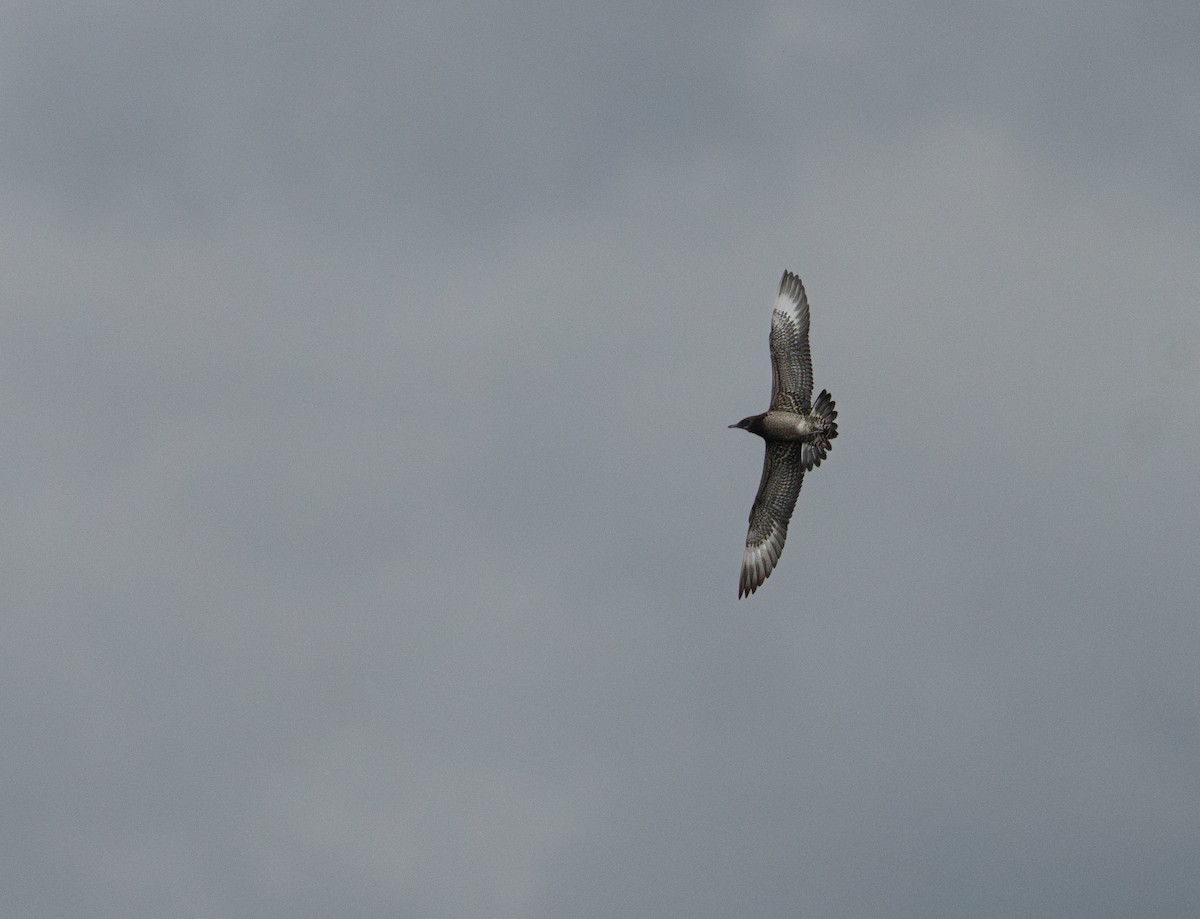 Parasitic Jaeger - ML643879330