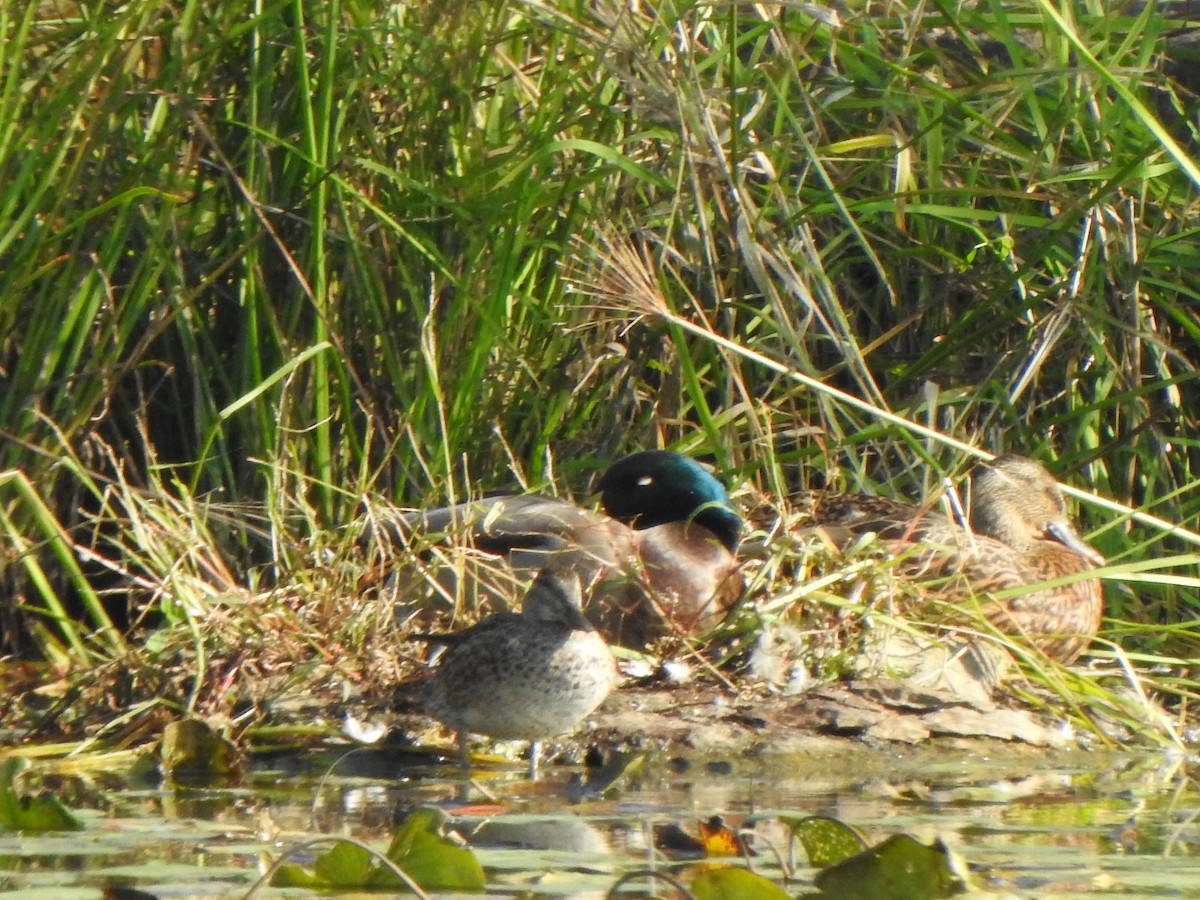Green-winged Teal - ML643879331