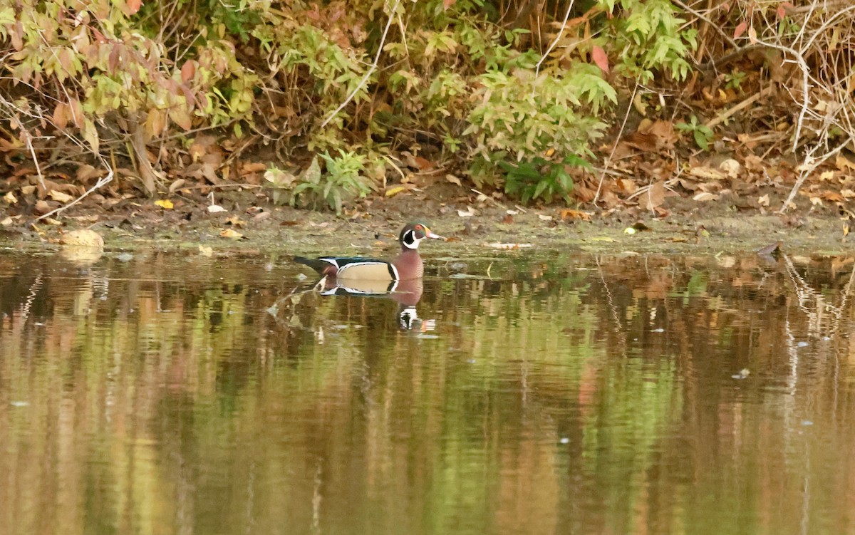 Wood Duck - ML643879336