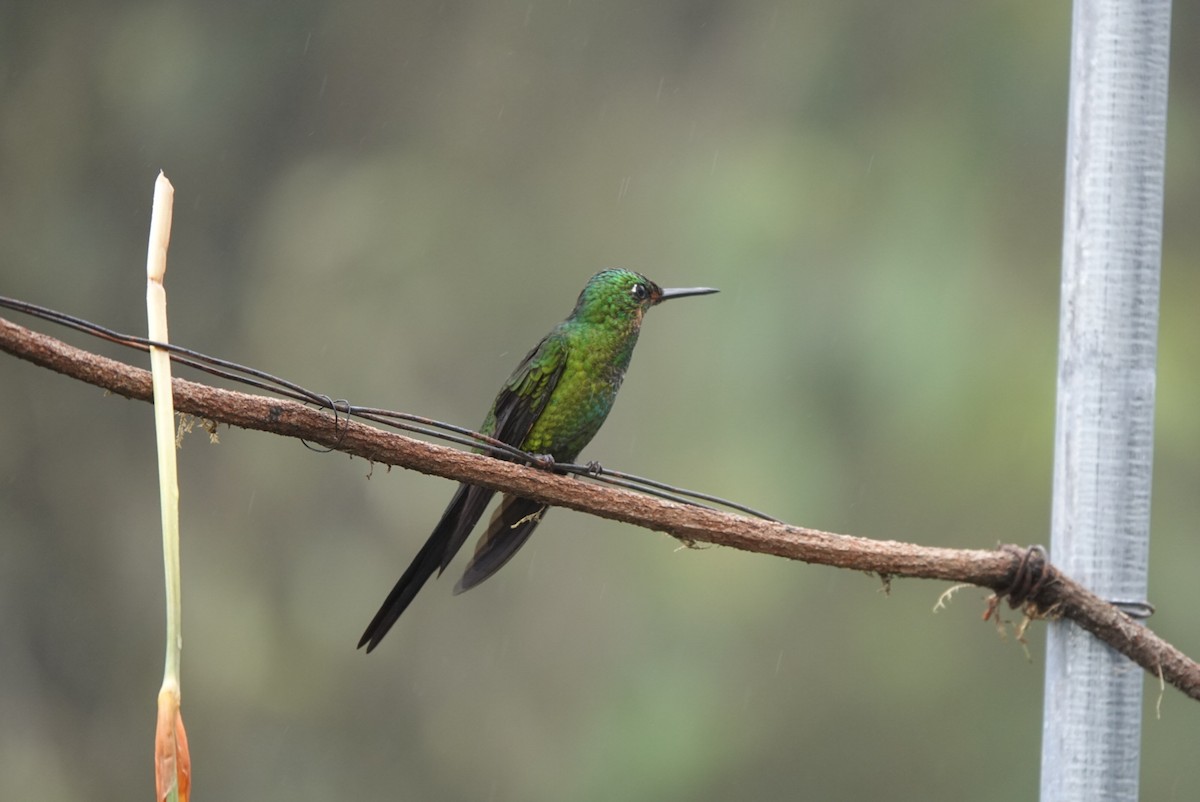 Empress Brilliant - ML643879338