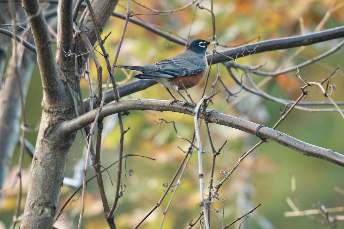 American Robin - ML643879341