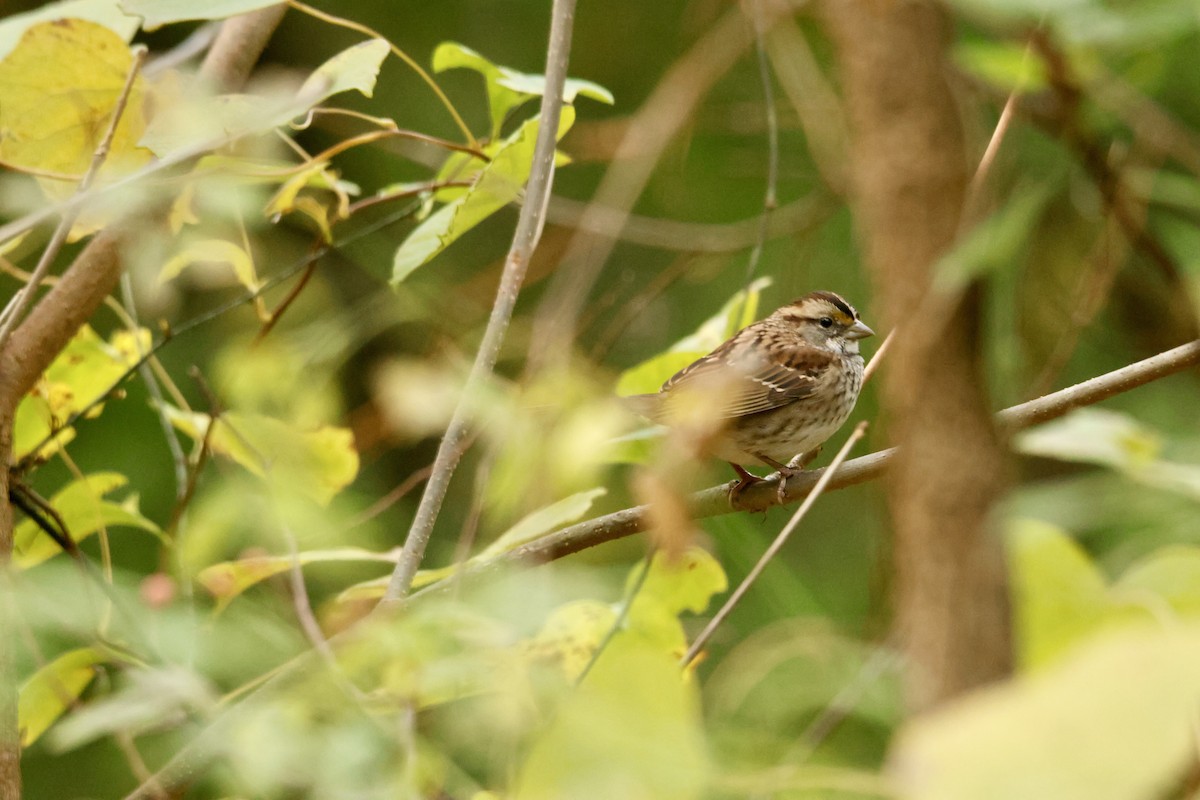 White-throated Sparrow - ML643879354