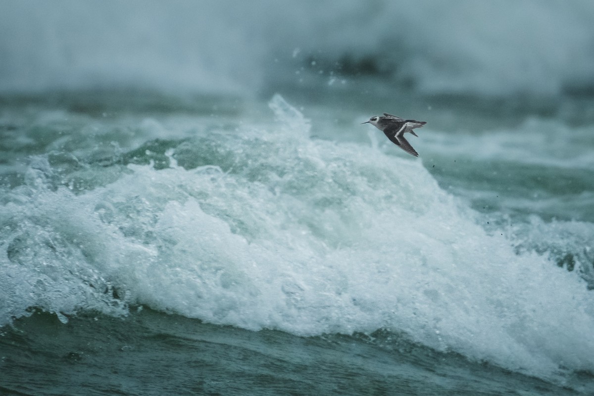 Red-necked Phalarope - ML643879366