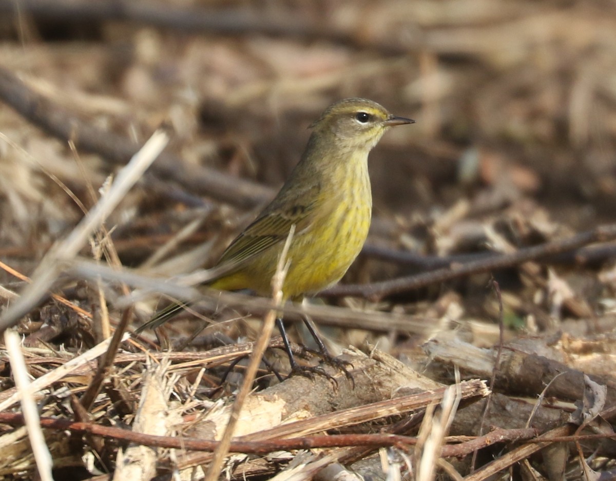 Palm Warbler (Yellow) - ML643879367