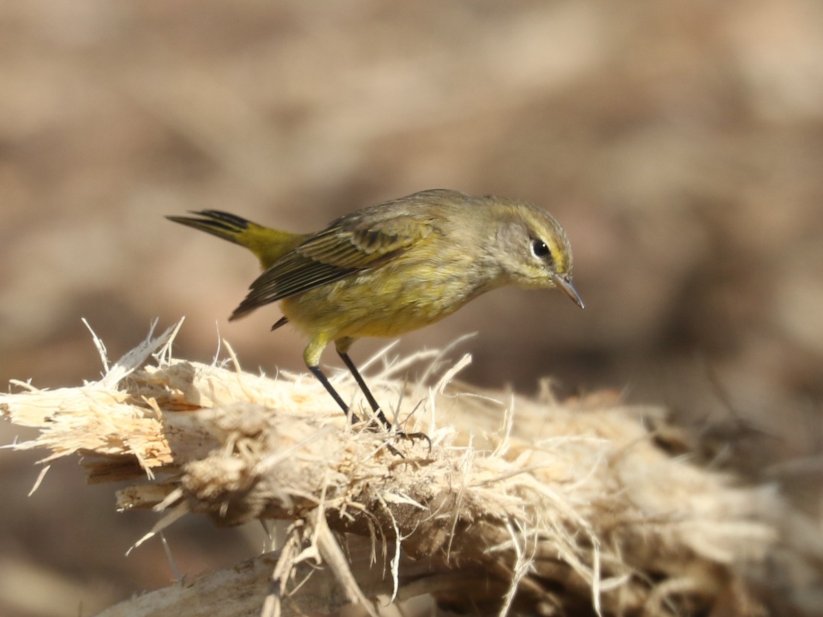 Palm Warbler (Yellow) - ML643879368