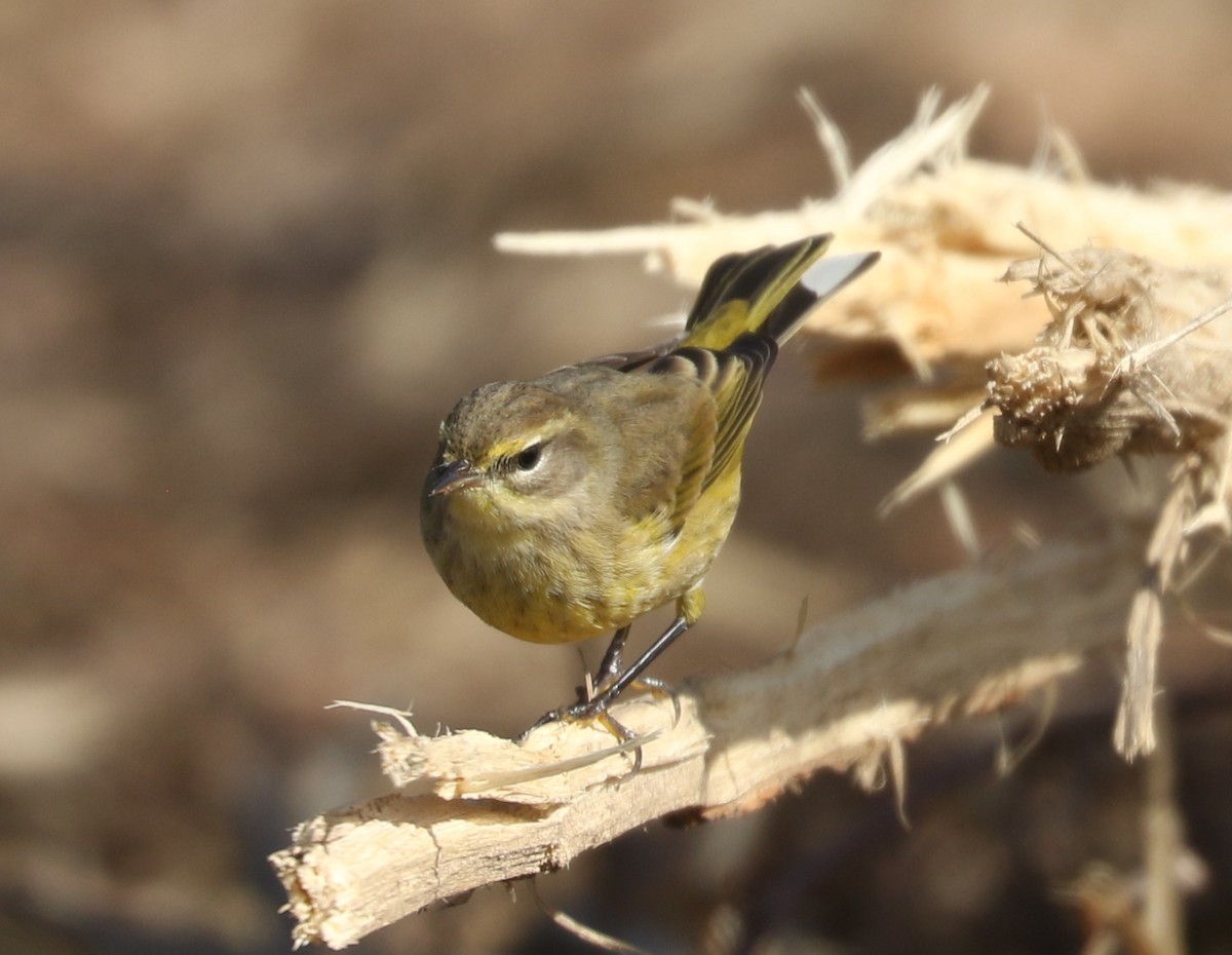 Palm Warbler (Yellow) - ML643879369