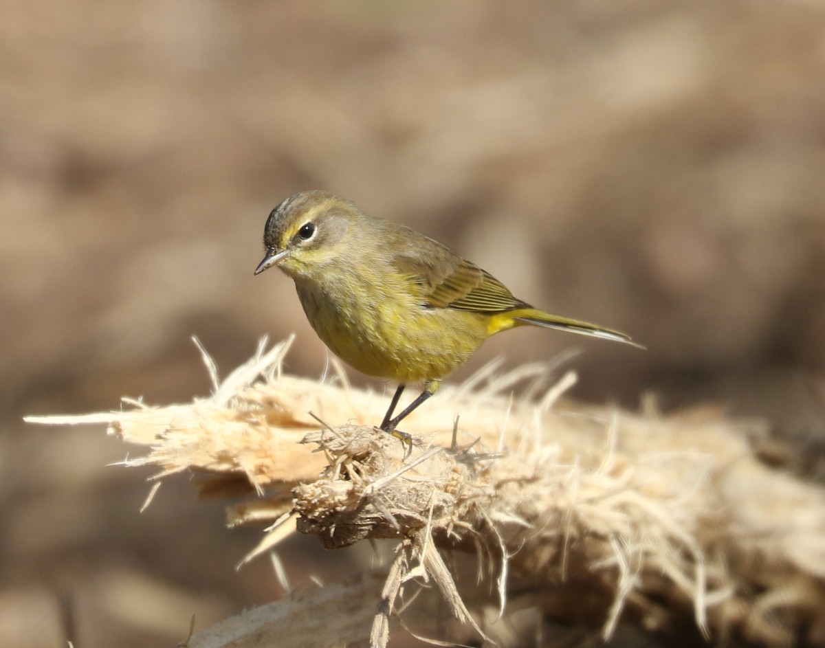 Palm Warbler (Yellow) - ML643879370