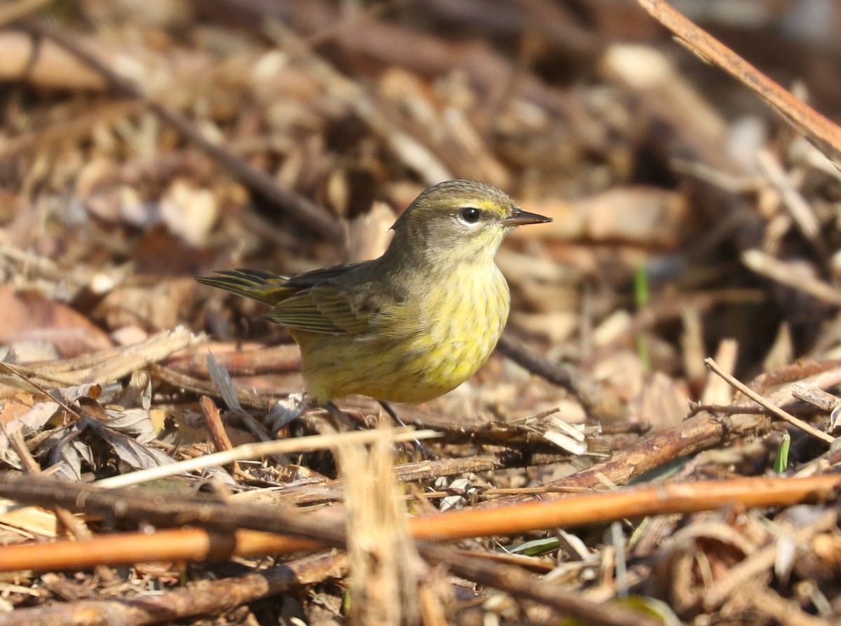 Palm Warbler (Yellow) - ML643879371