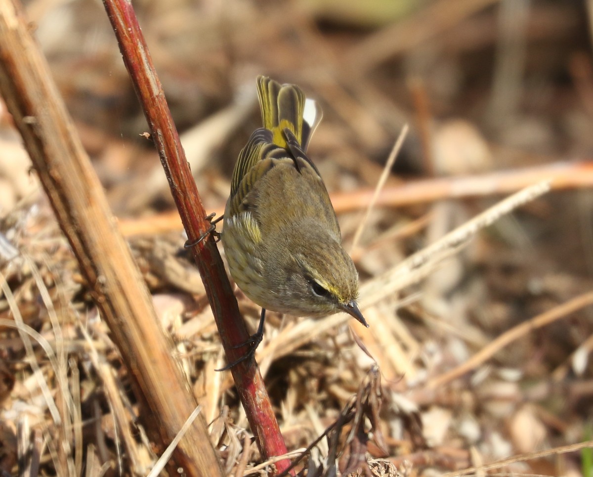 Palm Warbler (Yellow) - ML643879372
