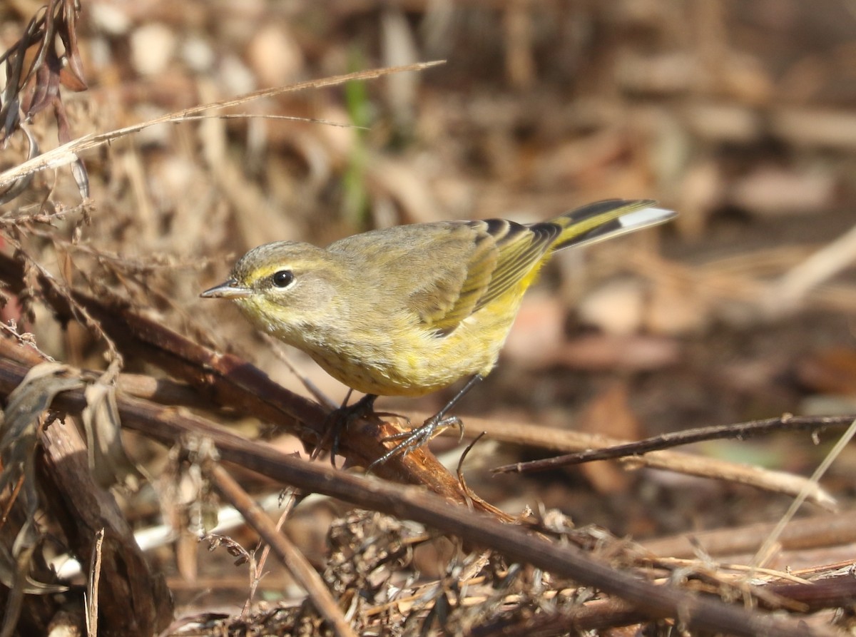 Palm Warbler (Yellow) - ML643879373