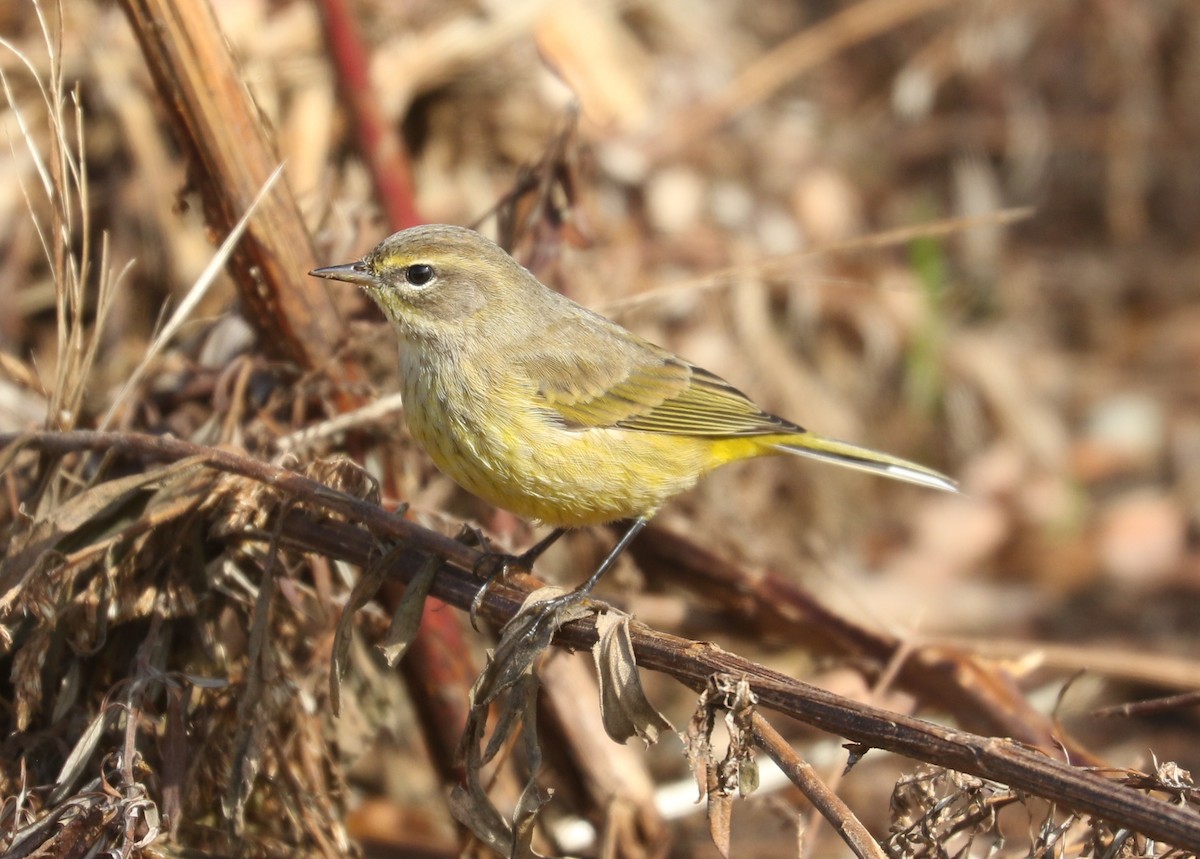 Palm Warbler (Yellow) - ML643879374