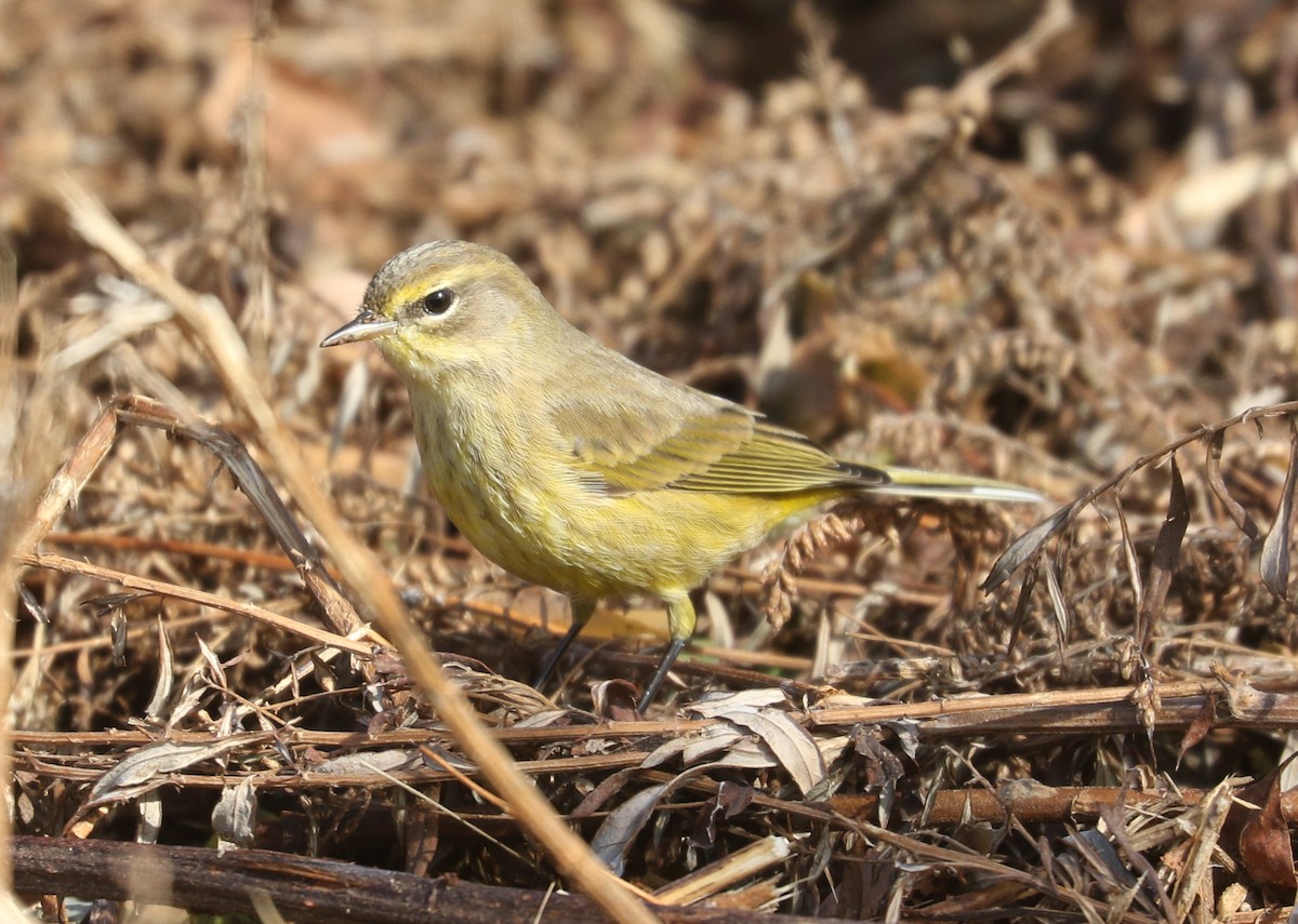 Palm Warbler (Yellow) - ML643879375