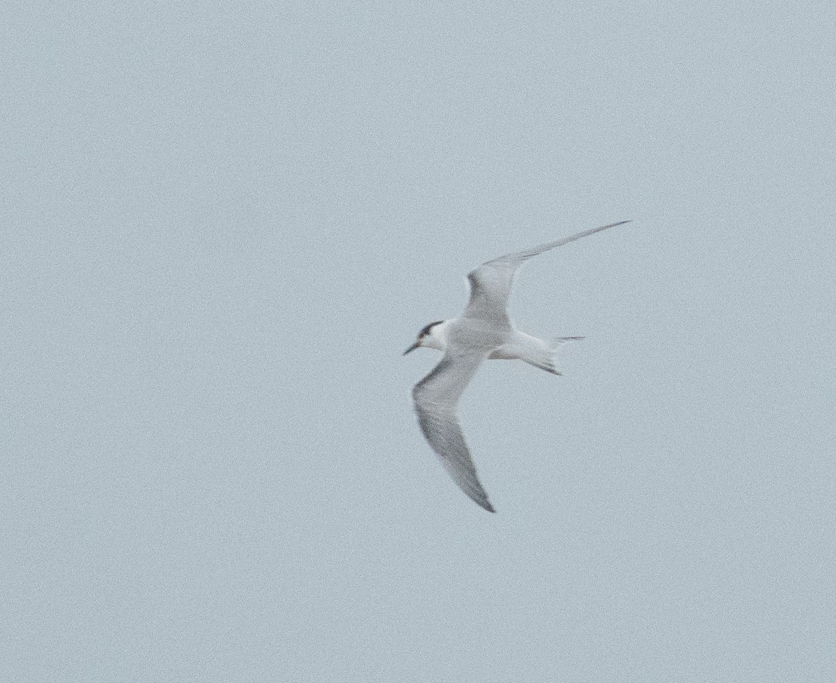 Common Tern - ML643879382