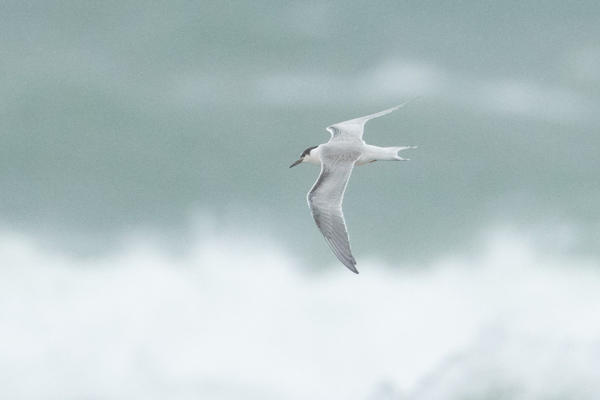 Common Tern - ML643879383