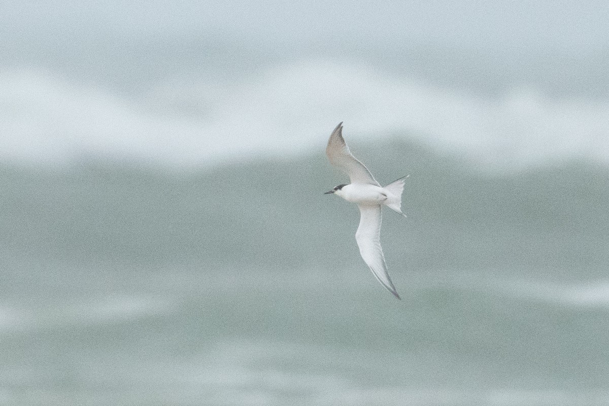 Common Tern - ML643879384