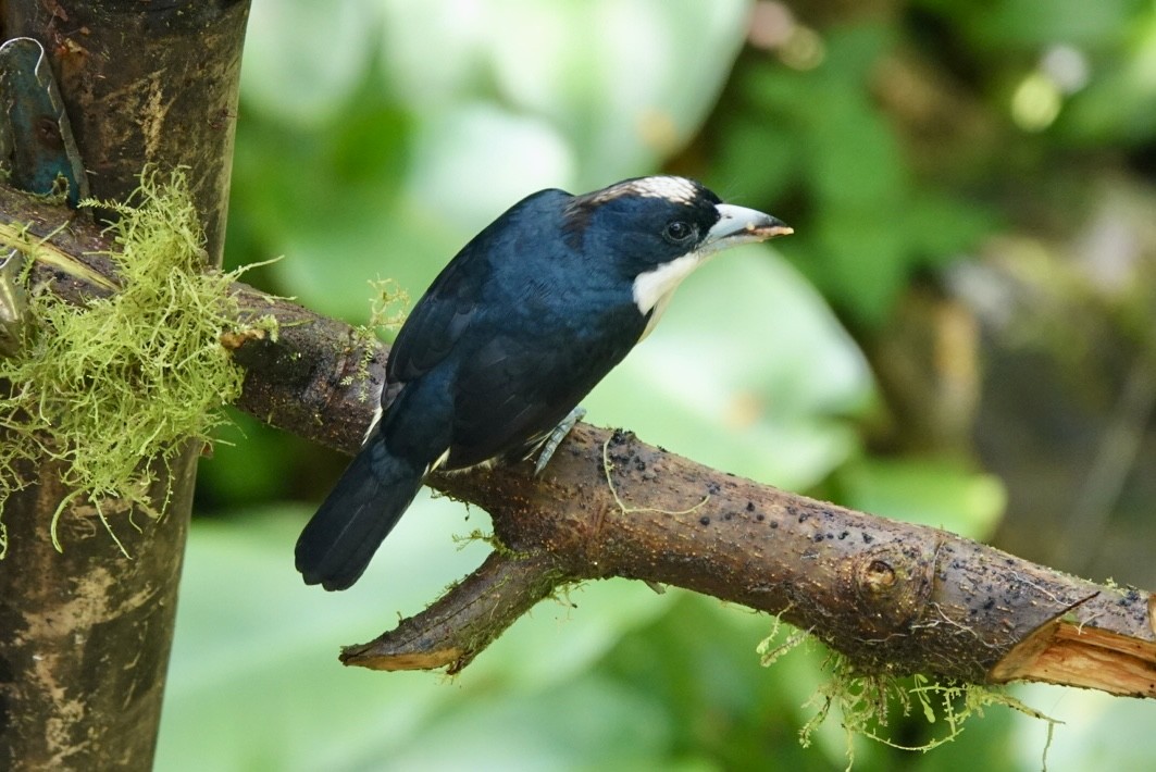 Spot-crowned Barbet - ML643879399