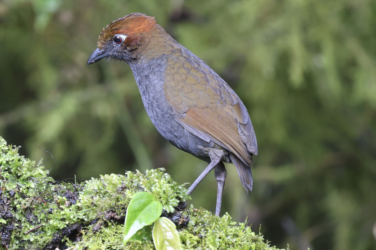 Chestnut-naped Antpitta - ML643879405