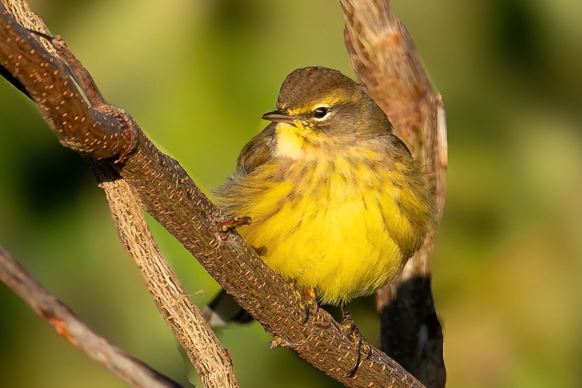 Palm Warbler - ML643879417