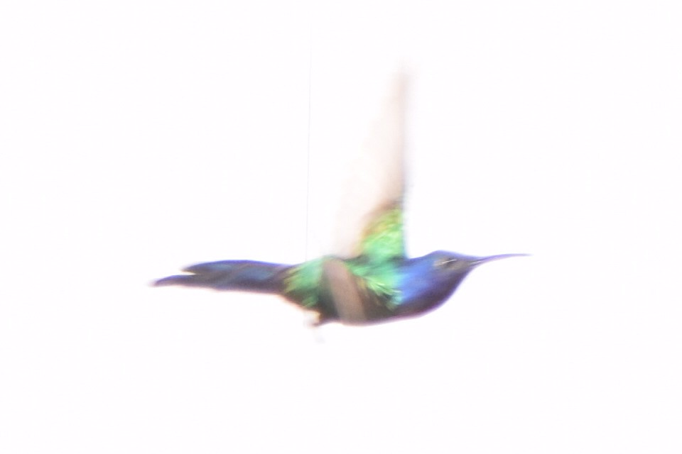 Swallow-tailed Hummingbird - ML643879420