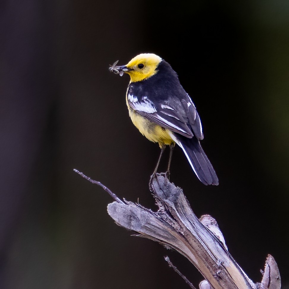 黃頭鶺鴒(calcarata) - ML643879427