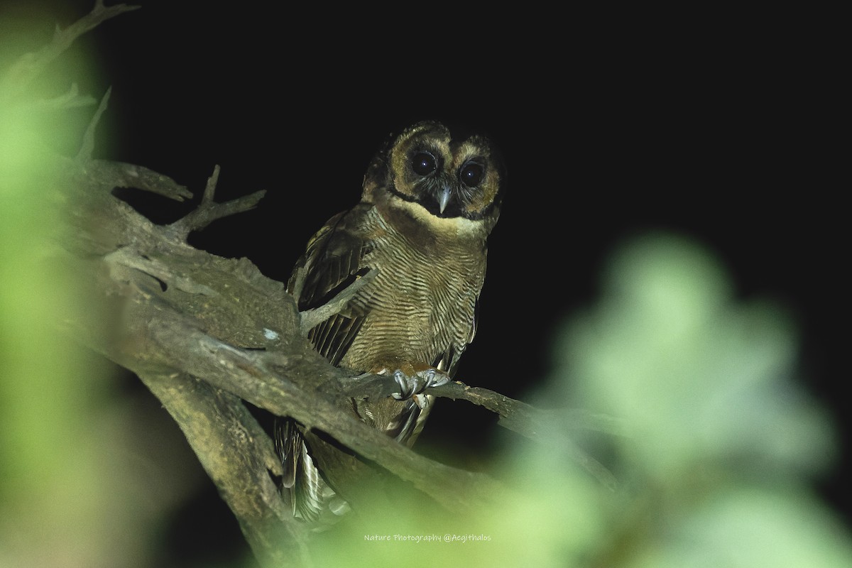 Brown Wood-Owl - ML643879431