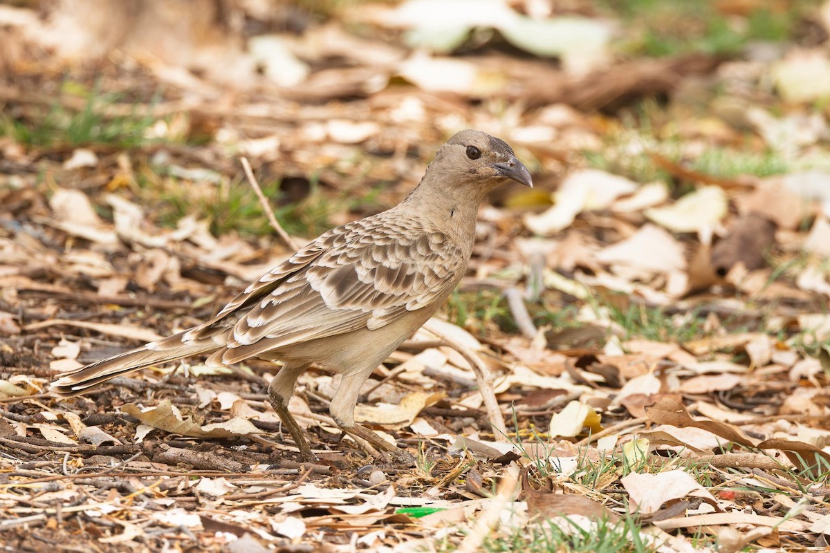 Great Bowerbird - ML643879460