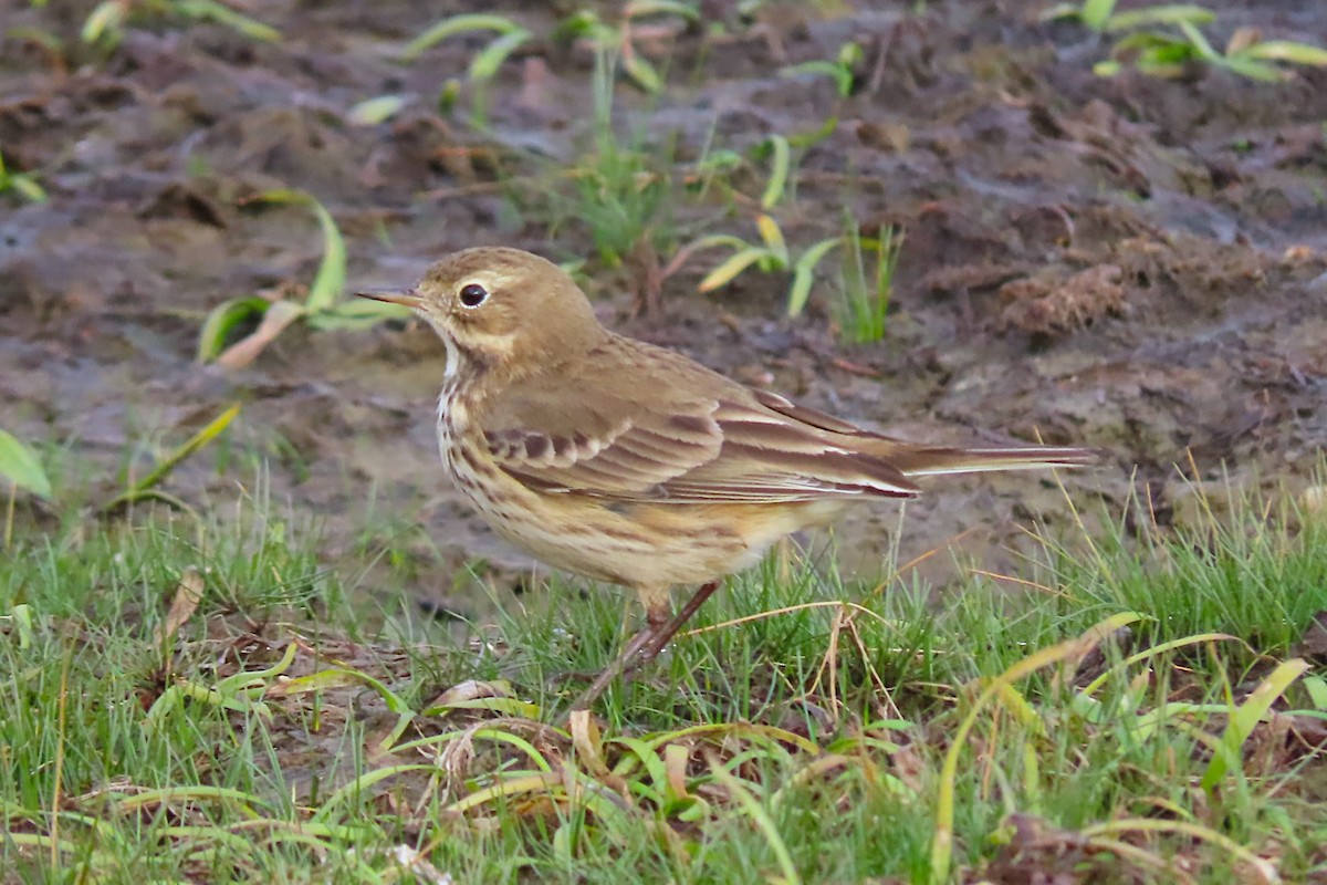 American Pipit - ML643879469