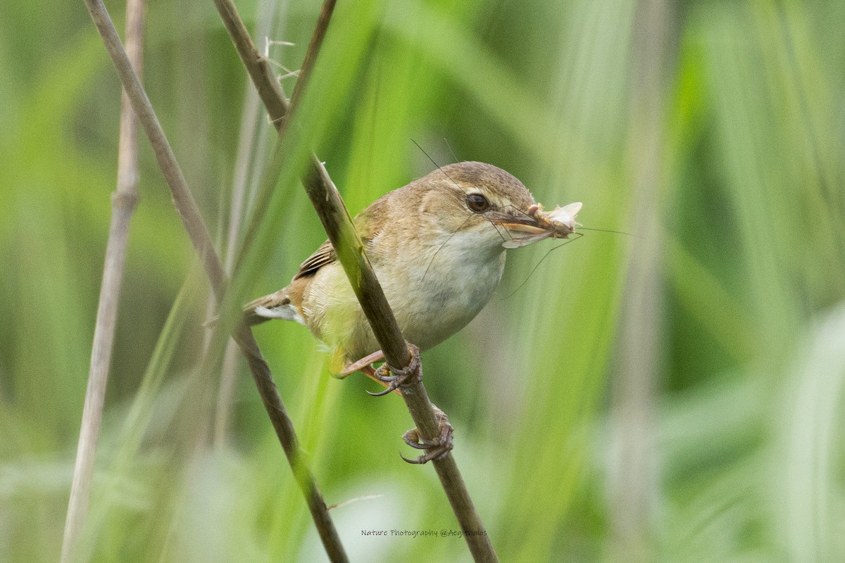 Blunt-winged Warbler - ML643879478