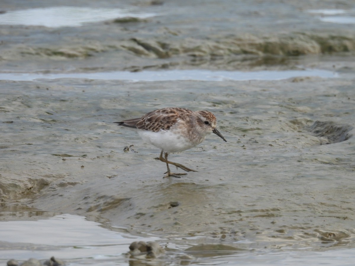 Least Sandpiper - ML643879487