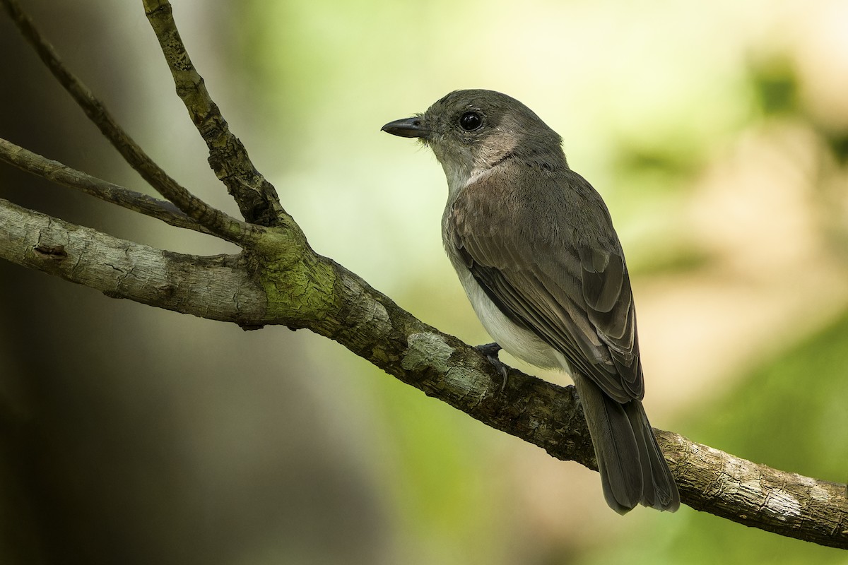 Mangrove Whistler - ML643879488