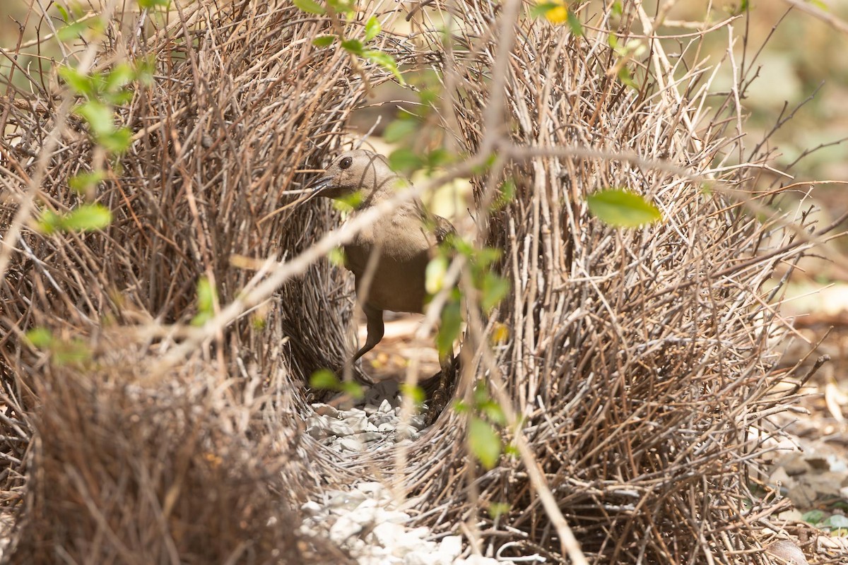Great Bowerbird - ML643879489