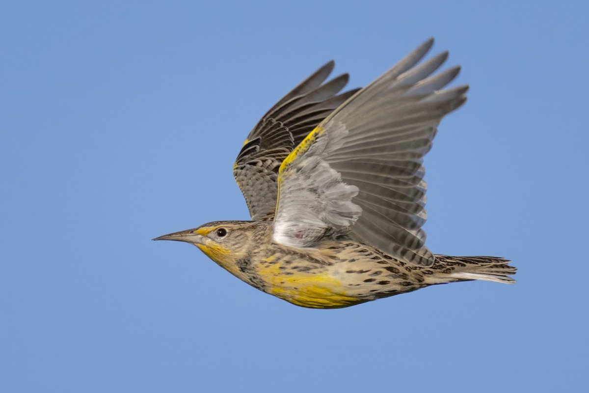 Western Meadowlark - ML643879490